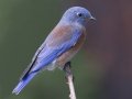 Western Bluebird - Palomar Mtn.--Doane Valley Nature Trail, San Diego, California, October 15, 2015