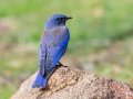 Western Bluebird - Palomar Mtn.--Doane Valley Nature Trail, San Diego, California, October 15, 2015