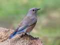 Western Bluebird - Palomar Mtn.--Doane Valley Nature Trail, San Diego, California, October 15, 2015