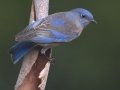 Western Bluebird - Dos Picos County Park, Ramona, San Diego, California , October 11, 2017