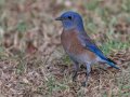 Western Bluebird - Dos Picos County Park, Ramona, San Diego, California, October 11, 2017
