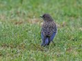 Western Bluebird - Chick - Dos Picos County Park, Ramona, San Diego, California, September 1, 2018