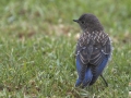 Western Bluebird - Chick