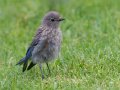 Western Bluebird - Chick - Dos Picos County Park, Ramona, San Diego, California, September 1, 2018