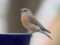 Western Bluebird - Yard Birds, Kelly Ave, Ramona, California, 4/2/2018