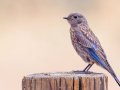Western Bluebird - Barnett Ranch Preserve, Ramona, San Diego County, 8/2/2017