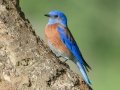 Western Bluebird - Barnett Ranch Preserve, San Diego, California, March 13, 2017