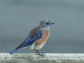 Western Bluebird - Barnett Ranch Preserve, Ramona, San Diego County, 8/14/2013