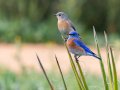 Western Bluebird - Jacumba--town, pond, fields, San Diego, California, February 27, 2015