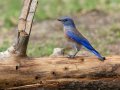 Western Bluebird - Palomar Mtn.--Doane Valley Nature Trail, San Diego, California, 10/11/2015