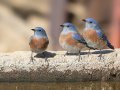Western Bluebirds - Laguna Mtns.--Big Laguna & Meadow, San Diego, California, 11/11/2018
