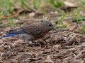 Western Bluebird - Dos Picos County Park, Ramona, San Diego, California, 7/9/2018
