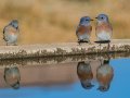 Western Bluebirds - Laguna Mtns.--Big Laguna & Meadow, San Diego, California, 11/11/2018