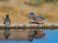 Western Bluebirds - Laguna Mtns.--Big Laguna & Meadow, San Diego, California, 11/11/2018