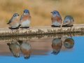 Western Bluebirds - Laguna Mtns.--Big Laguna & Meadow, San Diego, California, 11/11/2018