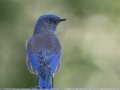 Western Bluebird - Palomar Mtn.--Boucher Hill Loop, San Diego, California, 11/12/2019