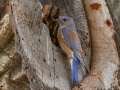 Western Bluebird - Ramona Grasslands Preserve--Wildflower Loop, San Diego, California, April 9, 2018