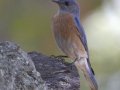Western Bluebird - Ramona Grasslands Preserve--Wildflower Loop, San Diego, California, April 9, 2018