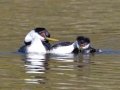Western Grebe