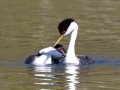 Western Grebe