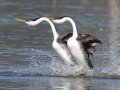 Western Grebe