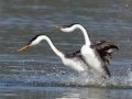 Western Grebe