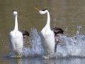 Western Grebe