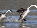 Western Grebe