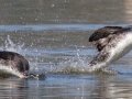 Western Grebe