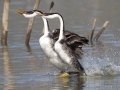 Western Grebe