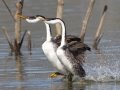 Western Grebe