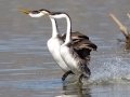 Western Grebe