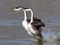 Western Grebe