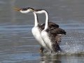 Western Grebe
