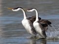 Western Grebe