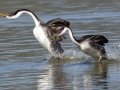 Western Grebe