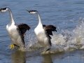 Western Grebe