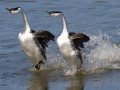 Western Grebe