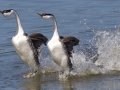 Western Grebe
