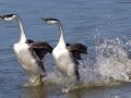 Western Grebe