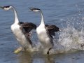 Western Grebe