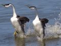Western Grebe