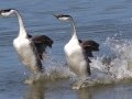 Western Grebe