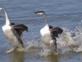 Western Grebe