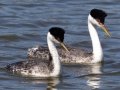 Western Grebe