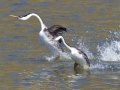 Western Grebe