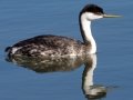 Western Grebe