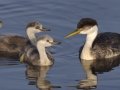 Western Grebe
