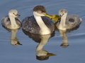 Western Grebe