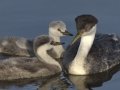 Western Grebe